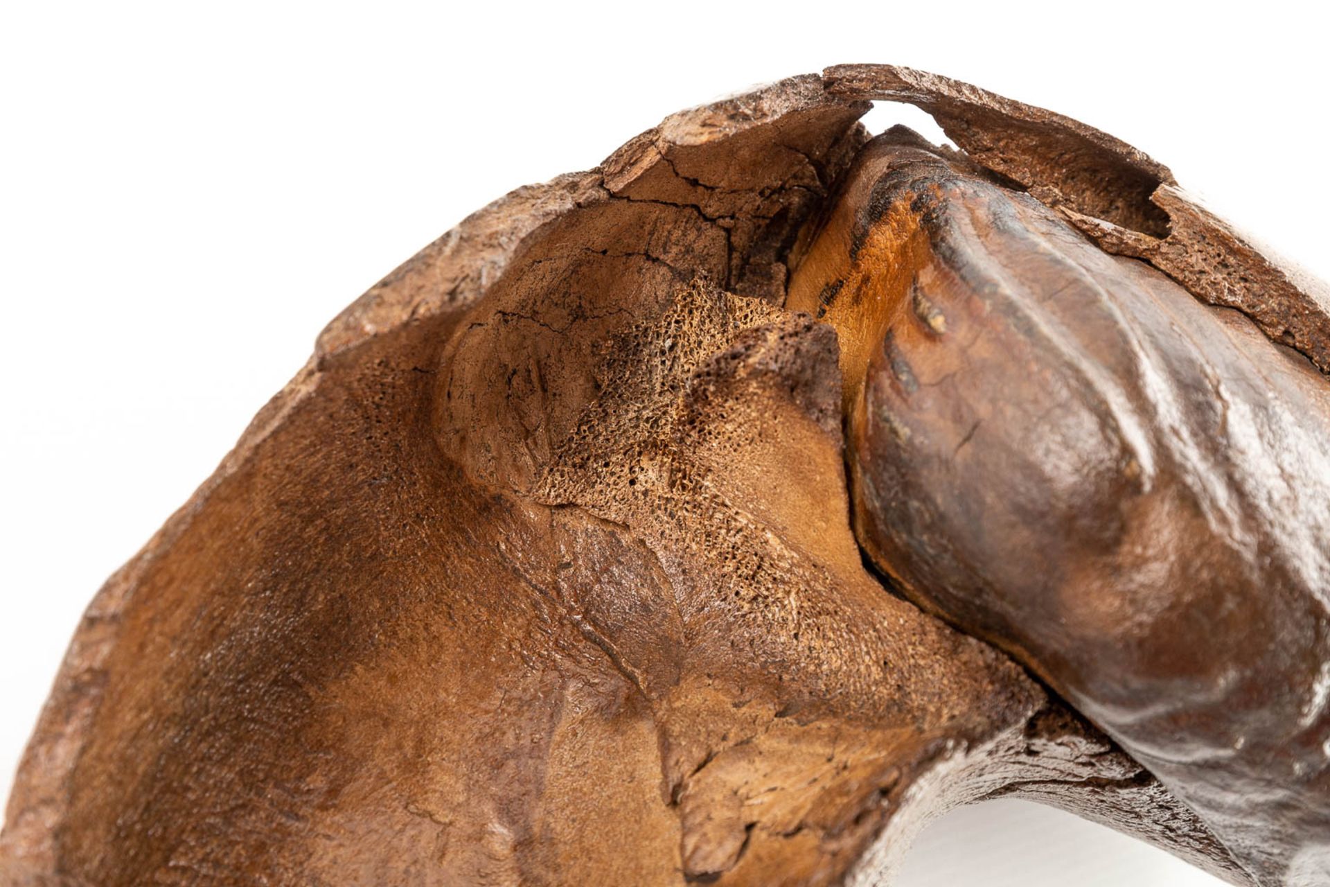 A large Mammoth tooth and fragment of a jaw. Preserved (D:15 x W:36 x H:25 cm) - Bild 12 aus 14