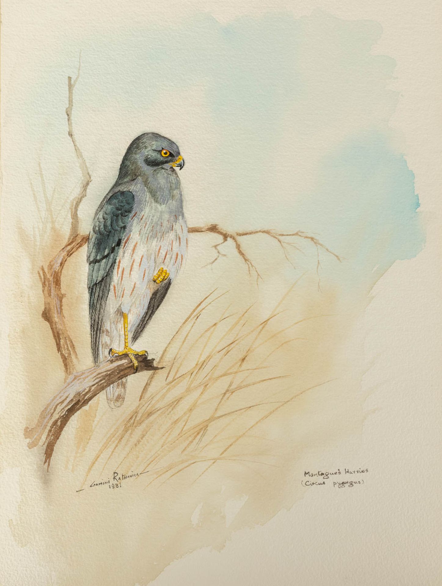 Gamini P. RATNAVIRA (1949) 'birds', 20 drawings, watercolour on paper. (W:27 x H:36 cm) - Image 25 of 40