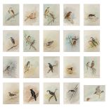 Gamini P. RATNAVIRA (1949) 'birds', 20 drawings, watercolour on paper. (W:27 x H:36 cm)