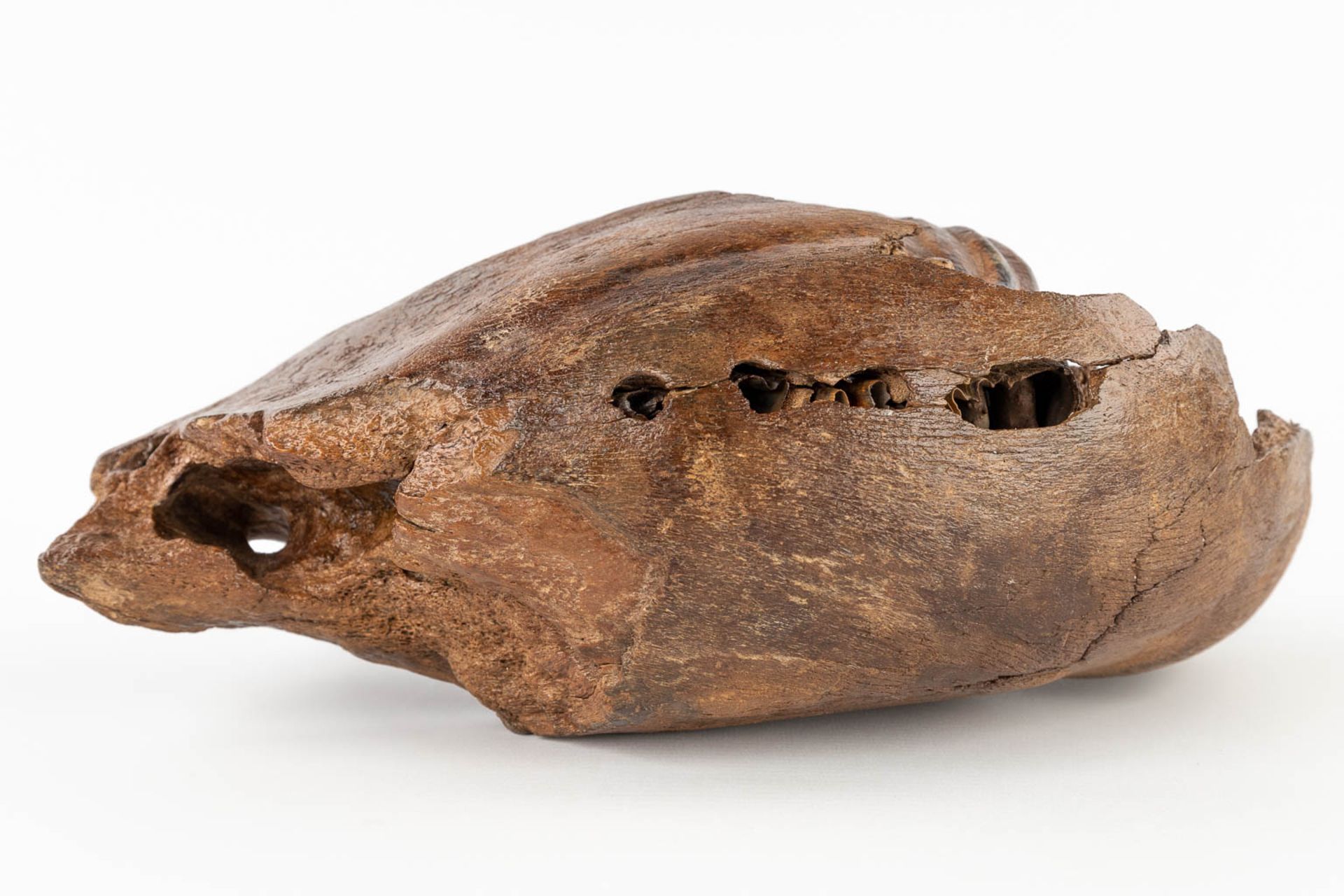 A large Mammoth tooth and fragment of a jaw. Preserved (D:15 x W:36 x H:25 cm) - Bild 10 aus 14