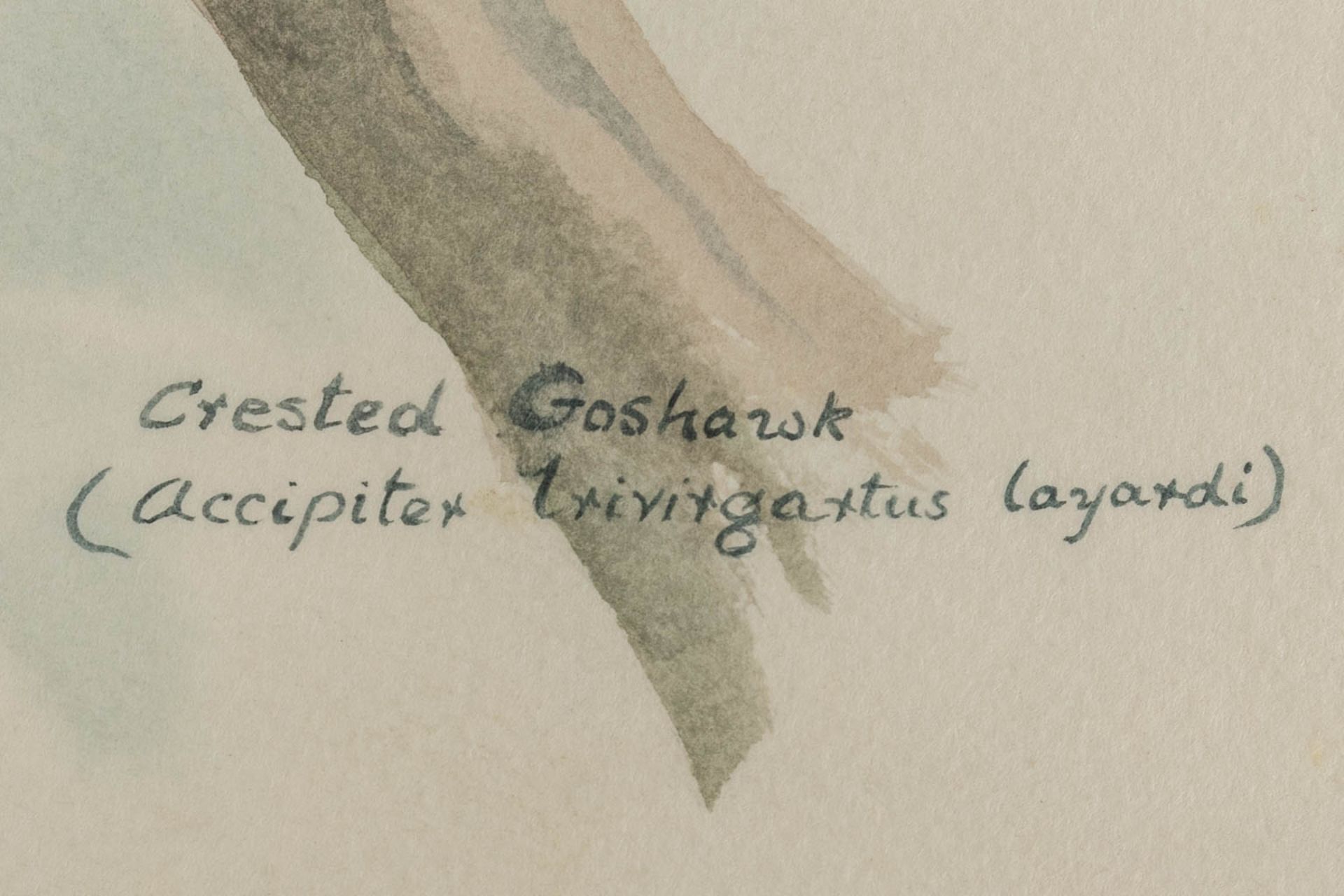 Gamini P. RATNAVIRA (1949) 'birds', 20 drawings, watercolour on paper. (W:27 x H:36 cm) - Image 16 of 40