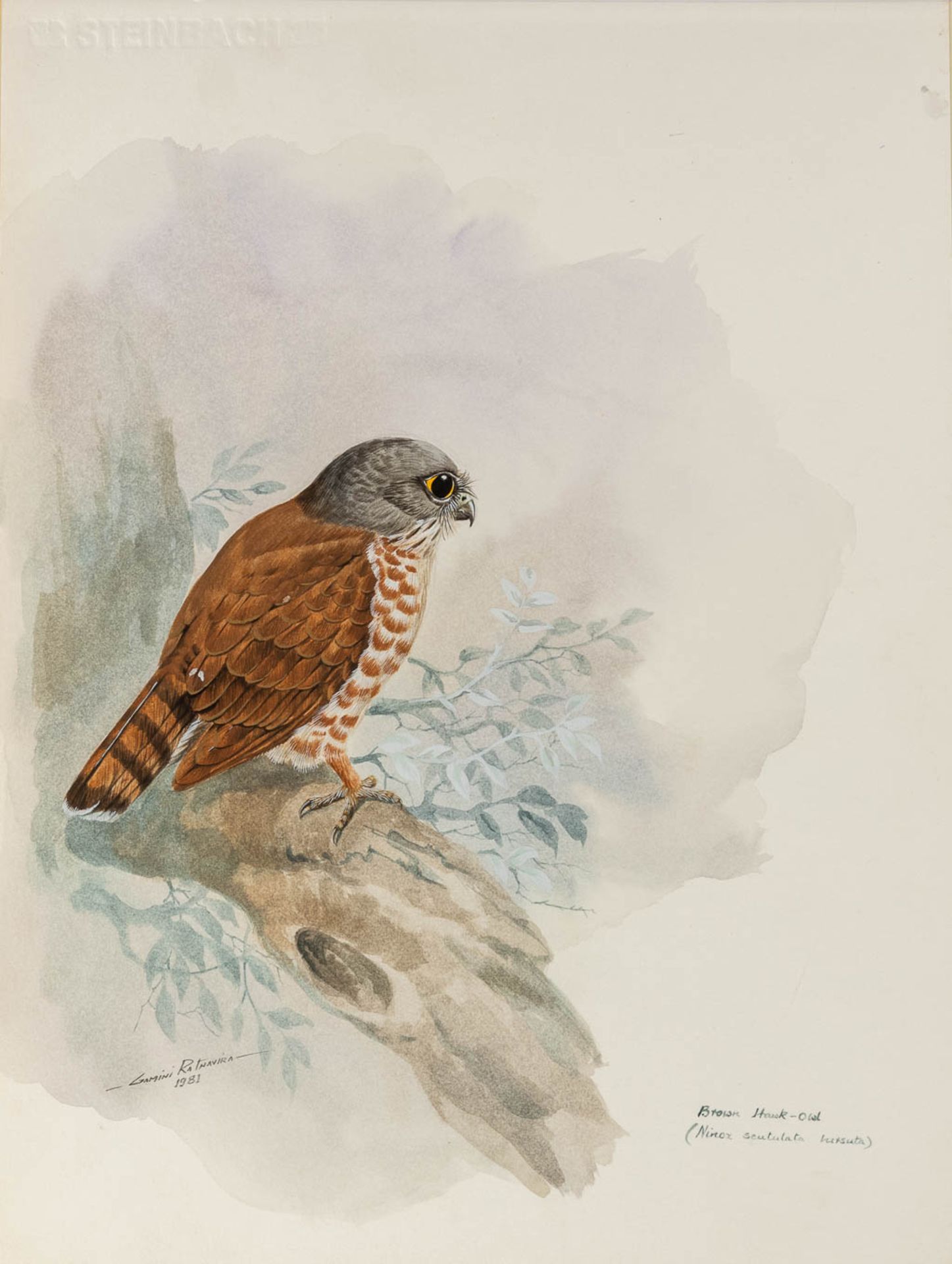 Gamini P. RATNAVIRA (1949) 'birds', 20 drawings, watercolour on paper. (W:27 x H:36 cm) - Image 9 of 40
