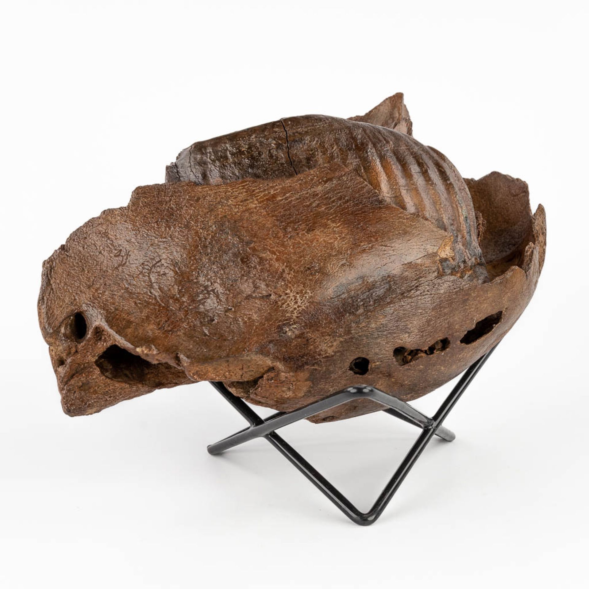 A large Mammoth tooth and fragment of a jaw. Preserved (D:15 x W:36 x H:25 cm) - Bild 3 aus 14