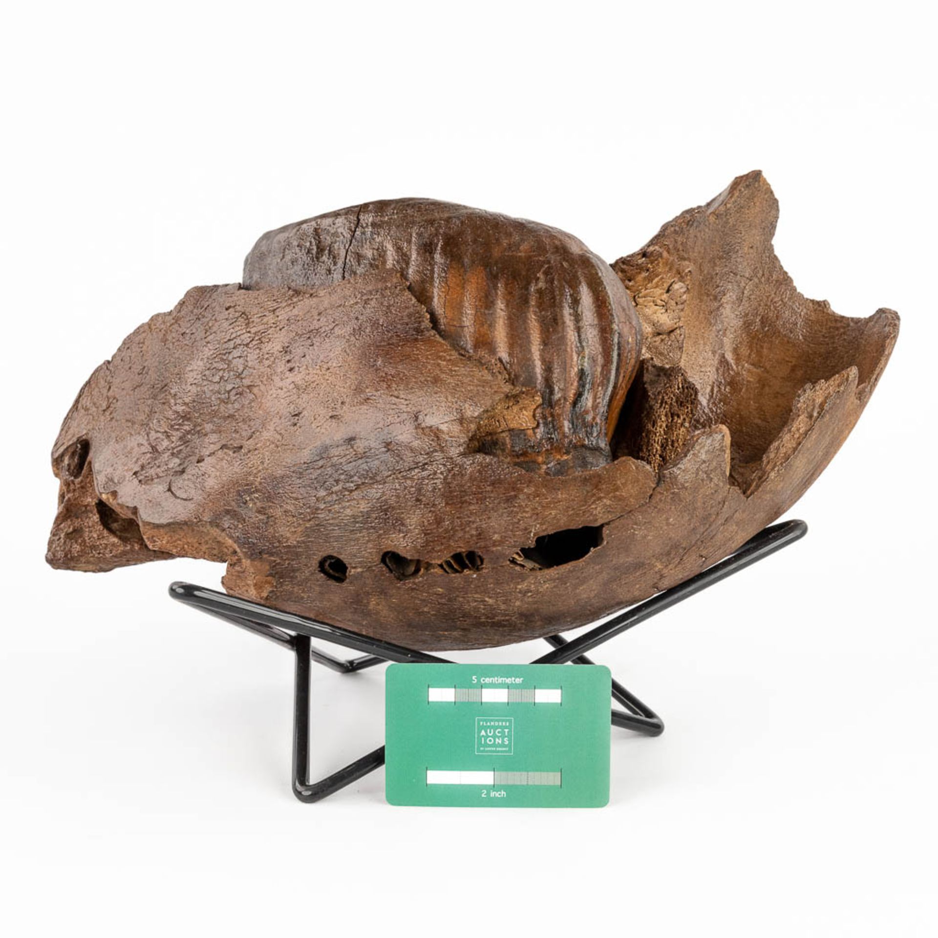 A large Mammoth tooth and fragment of a jaw. Preserved (D:15 x W:36 x H:25 cm) - Bild 2 aus 14