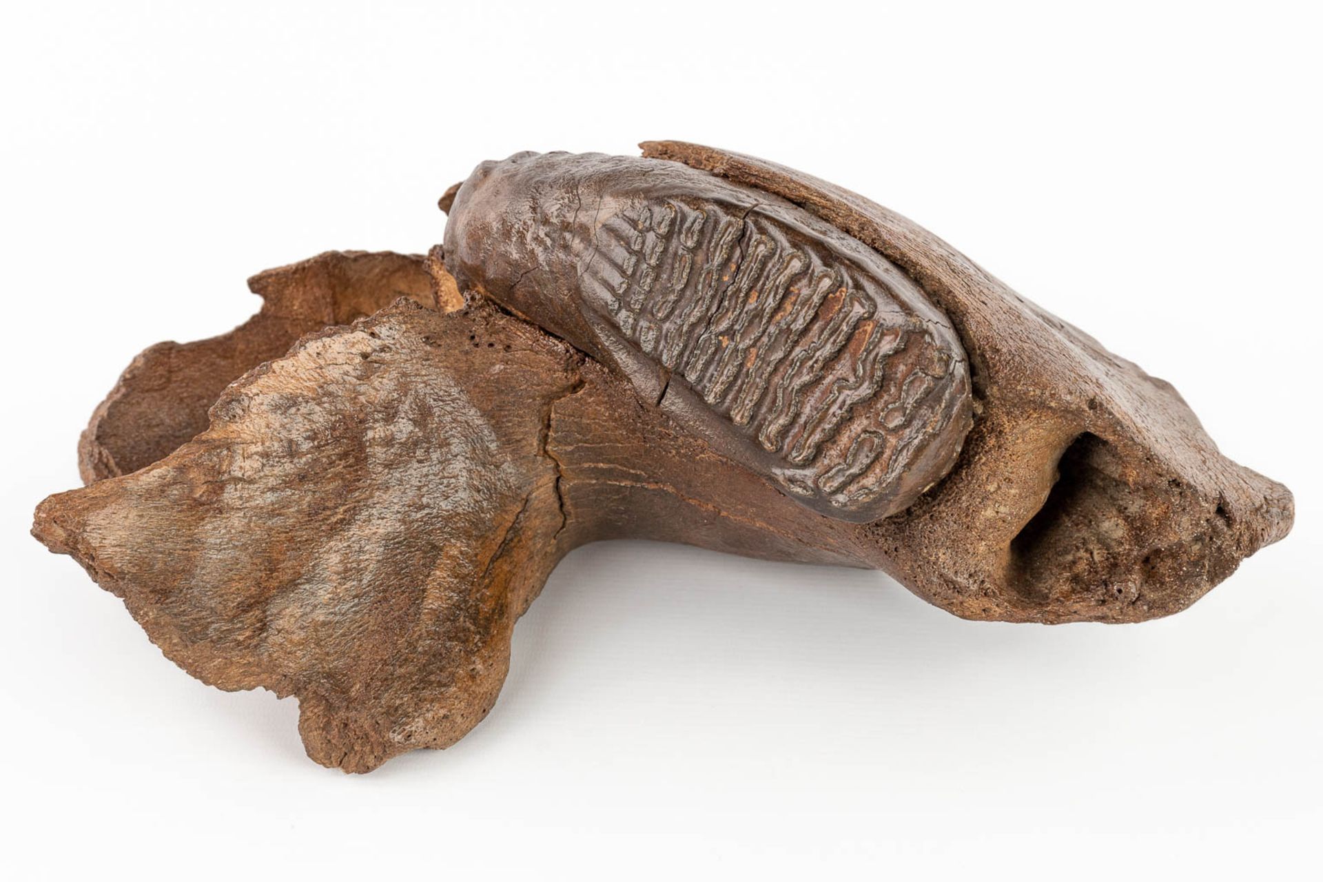 A large Mammoth tooth and fragment of a jaw. Preserved (D:15 x W:36 x H:25 cm) - Bild 11 aus 14