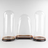 Three large and antique glass domes on a wood base. Circa 1900. (D:20 x W:40 x H:57 cm)