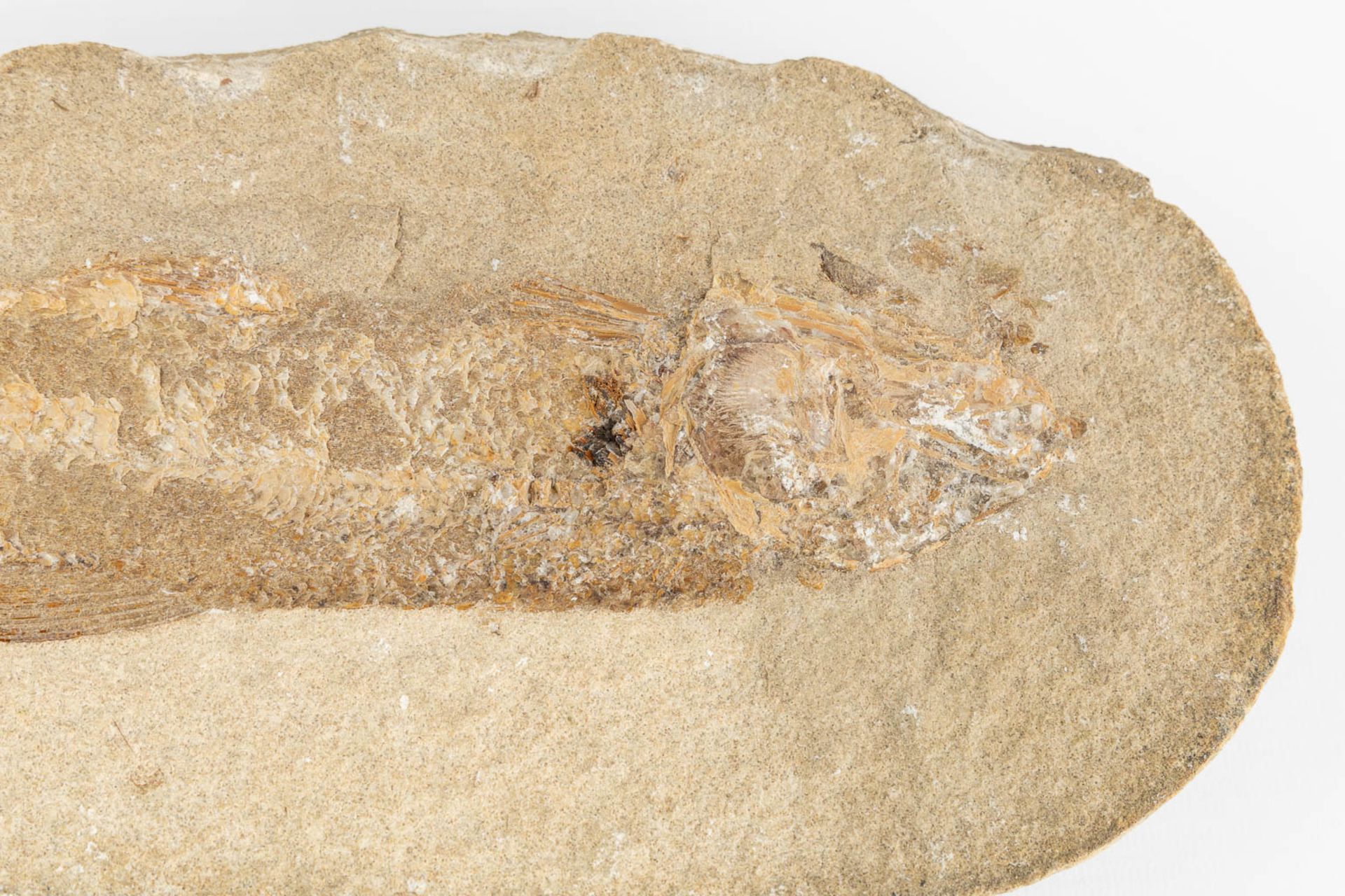 A fossil of a fish in a stone, with both pieces. (L:8 x W:32 x H:15 cm) - Bild 9 aus 11