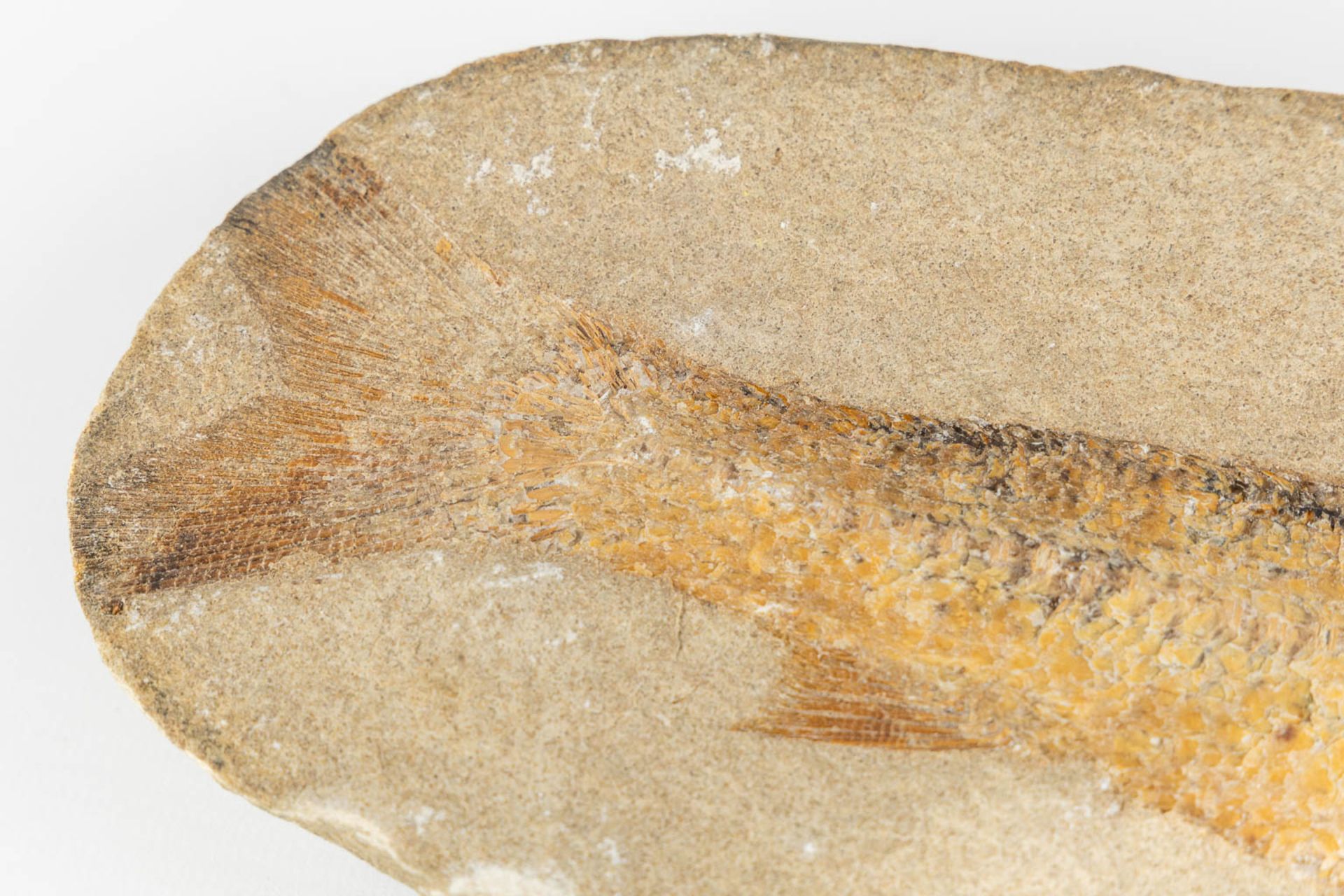 A fossil of a fish in a stone, with both pieces. (L:8 x W:32 x H:15 cm) - Bild 5 aus 11