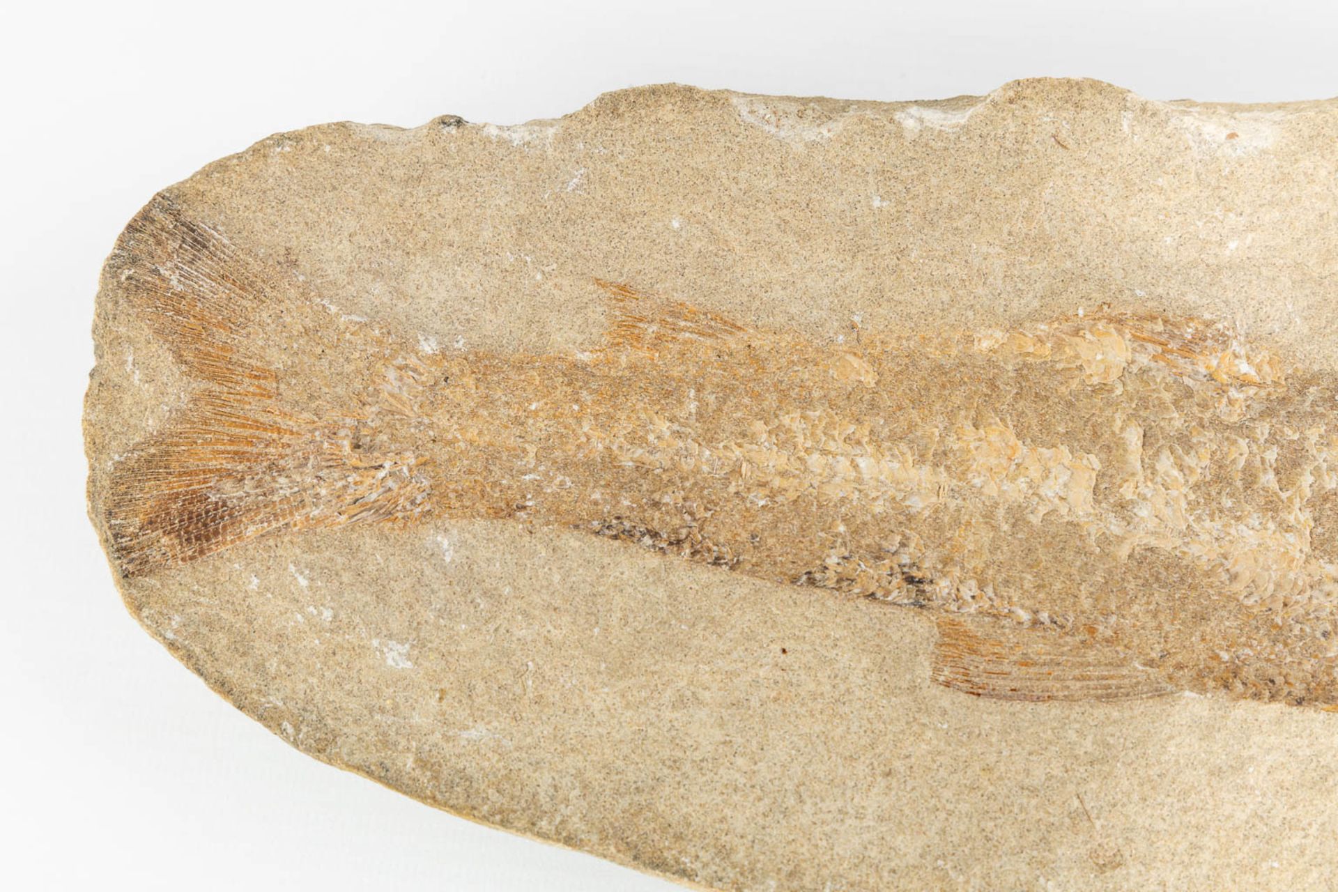 A fossil of a fish in a stone, with both pieces. (L:8 x W:32 x H:15 cm) - Bild 8 aus 11