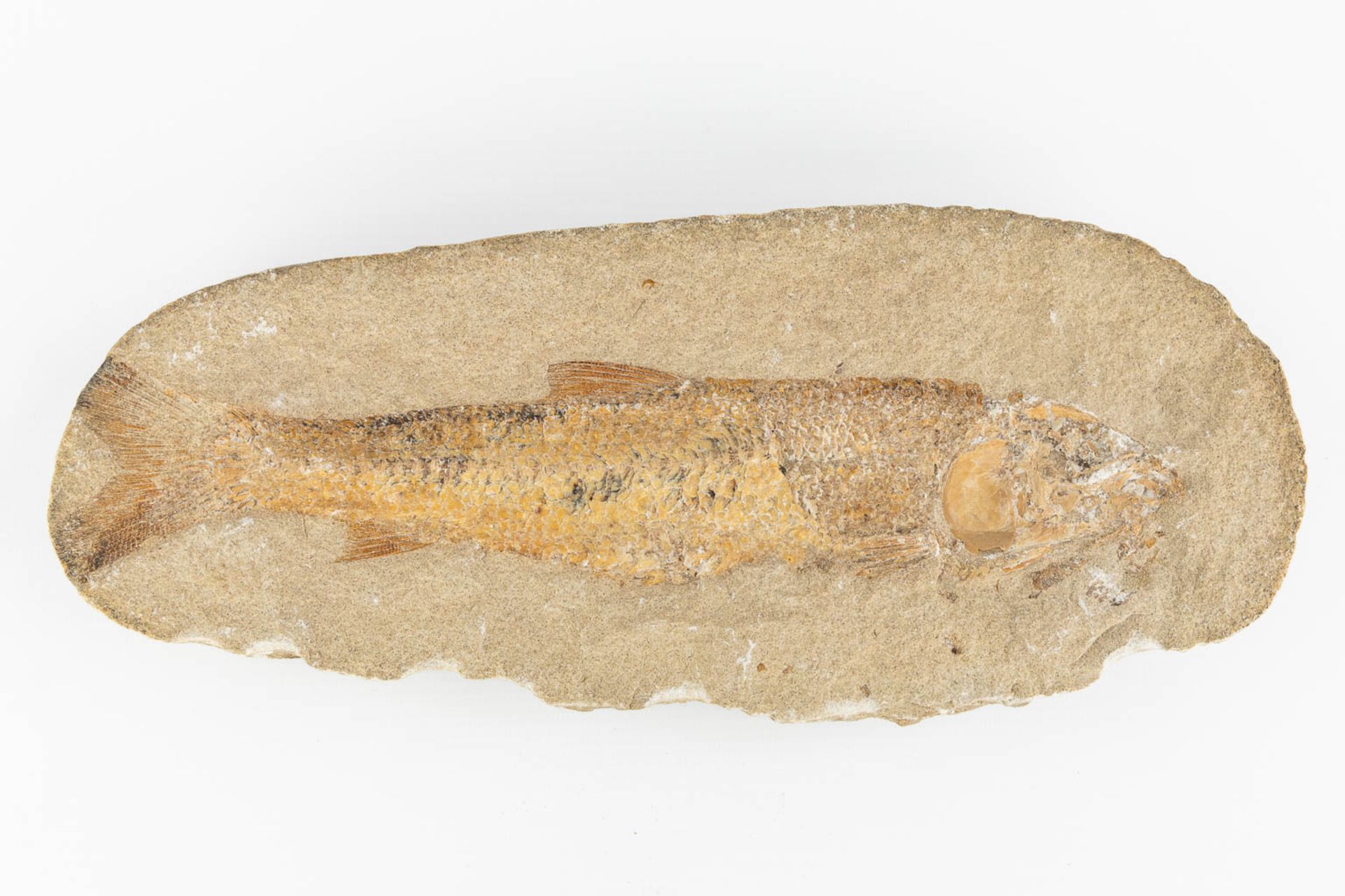 A fossil of a fish in a stone, with both pieces. (L:8 x W:32 x H:15 cm) - Bild 3 aus 11