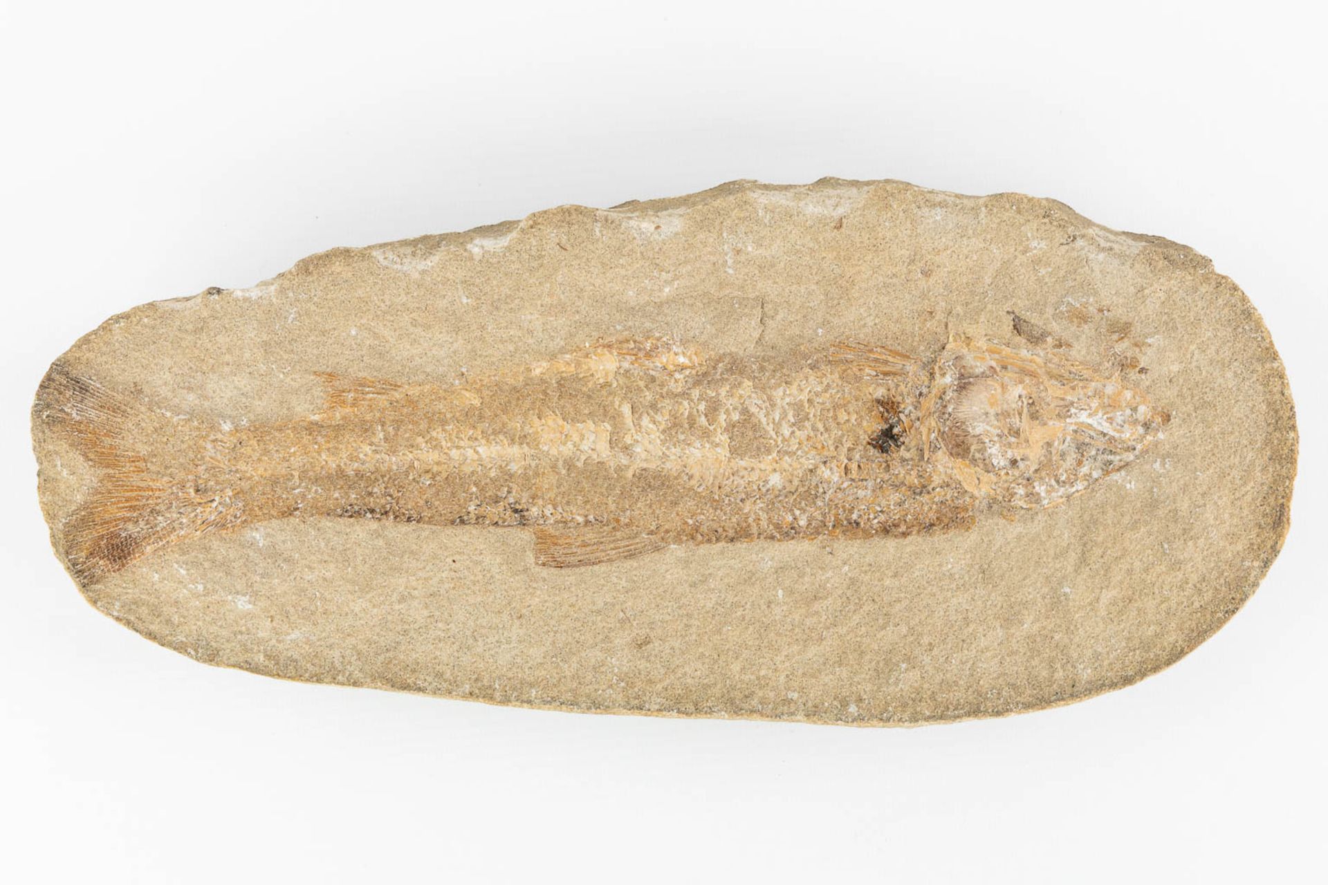 A fossil of a fish in a stone, with both pieces. (L:8 x W:32 x H:15 cm) - Bild 7 aus 11
