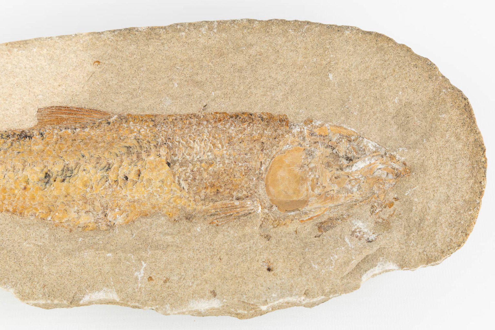 A fossil of a fish in a stone, with both pieces. (L:8 x W:32 x H:15 cm) - Bild 6 aus 11