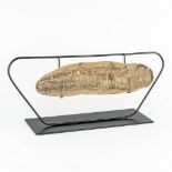 A fish fossil, mounted in a metal stand. (L:6 x W:40 x H:11,5 cm)