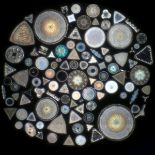 Collection of Klaus Kemp Microscope Slides,