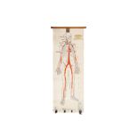 Large Poster Showing Human Skeleton