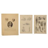 Medicine - A Small Folio of Medical & Surgical Book Plates,