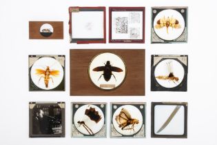 A Collection of Entomological Magic Lantern Slides,