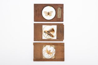 Collection of Magic Lantern Entomology Slides,