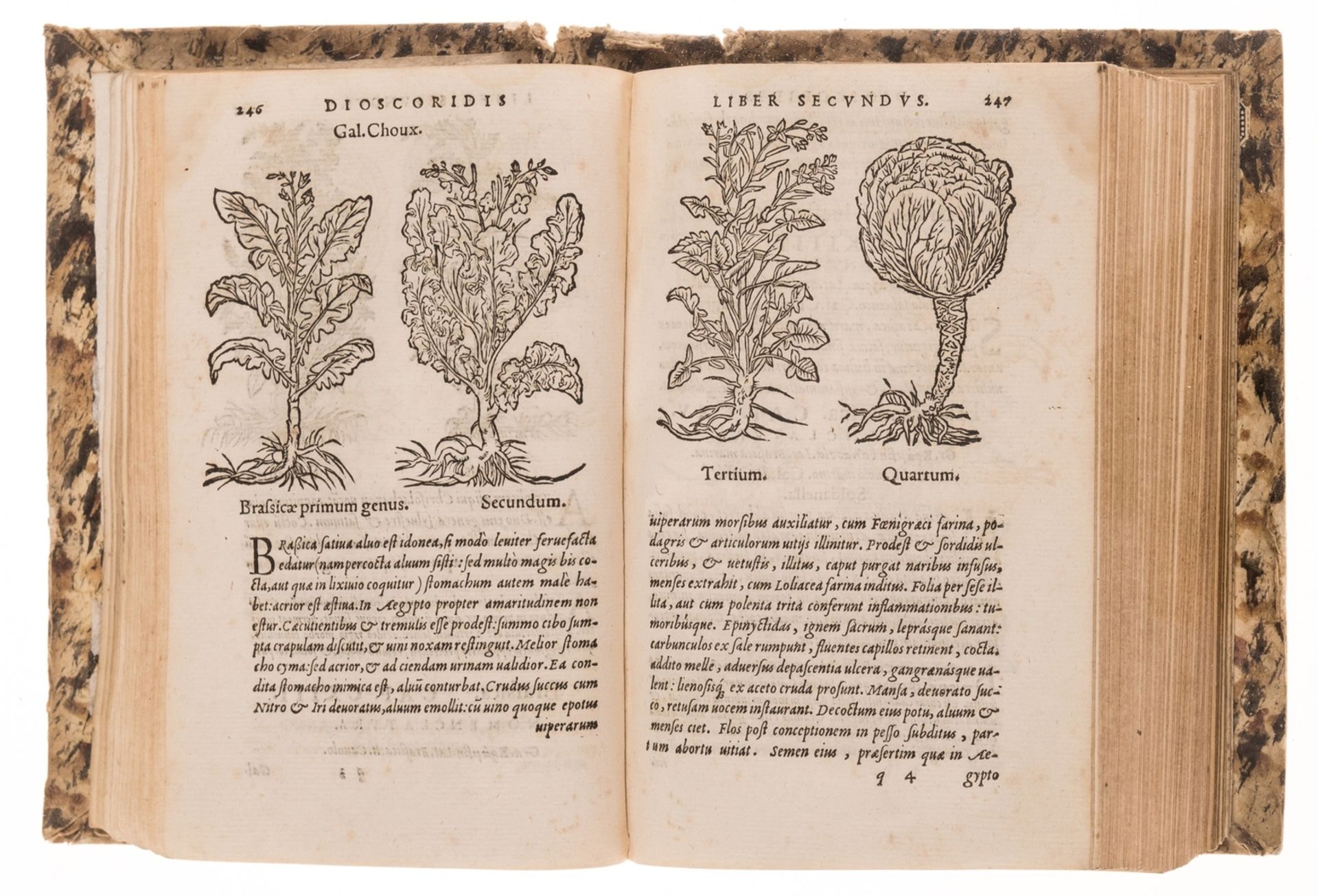 Dioscorides (Pedanius) De medicinali materia libri sex, Lyons, Balthazar Arnoullet, 1552.