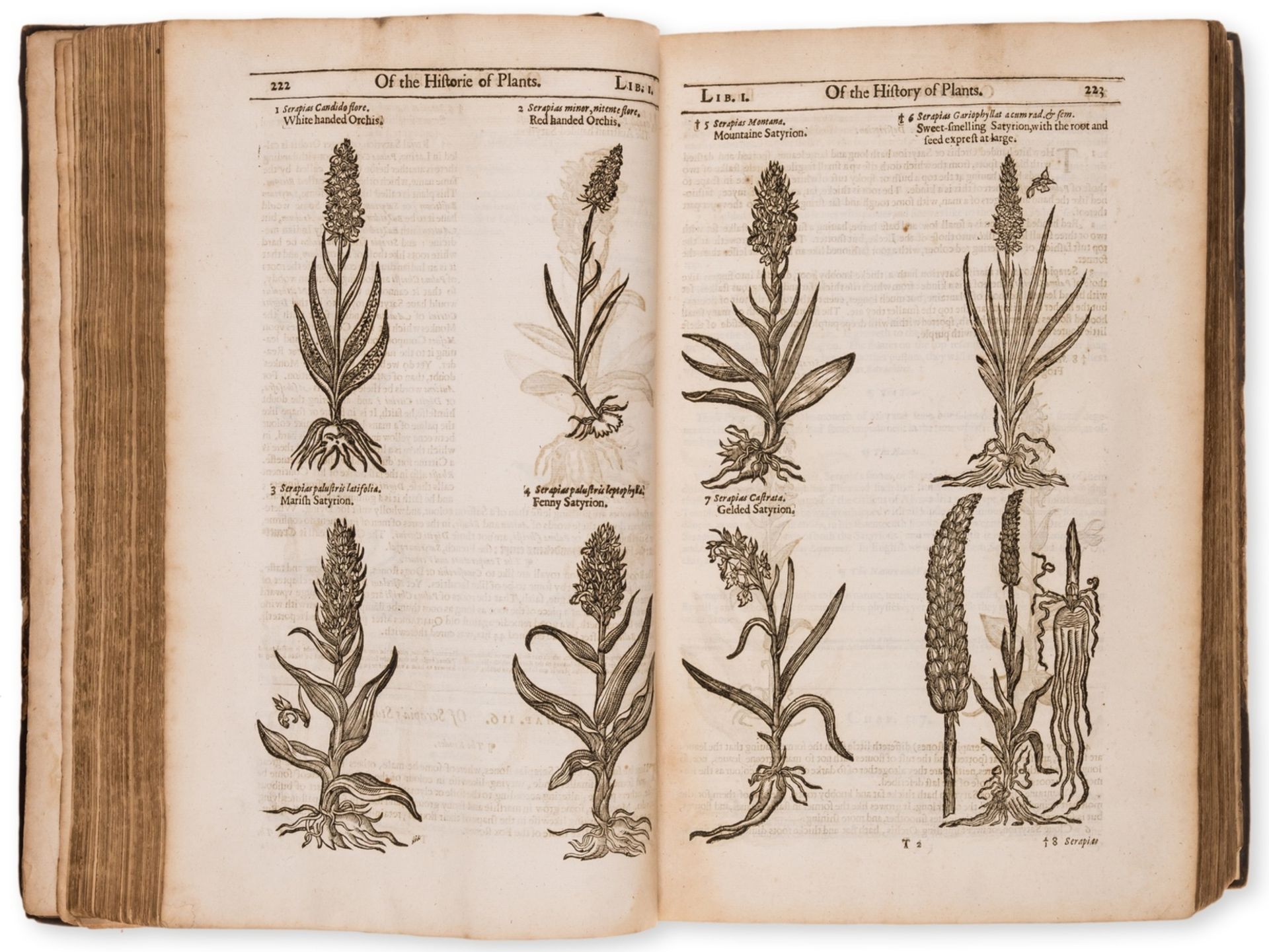 Botany.- Gerard (John) The Herball or Generall Historie of Plantes, second edition, [by Adam Islip …