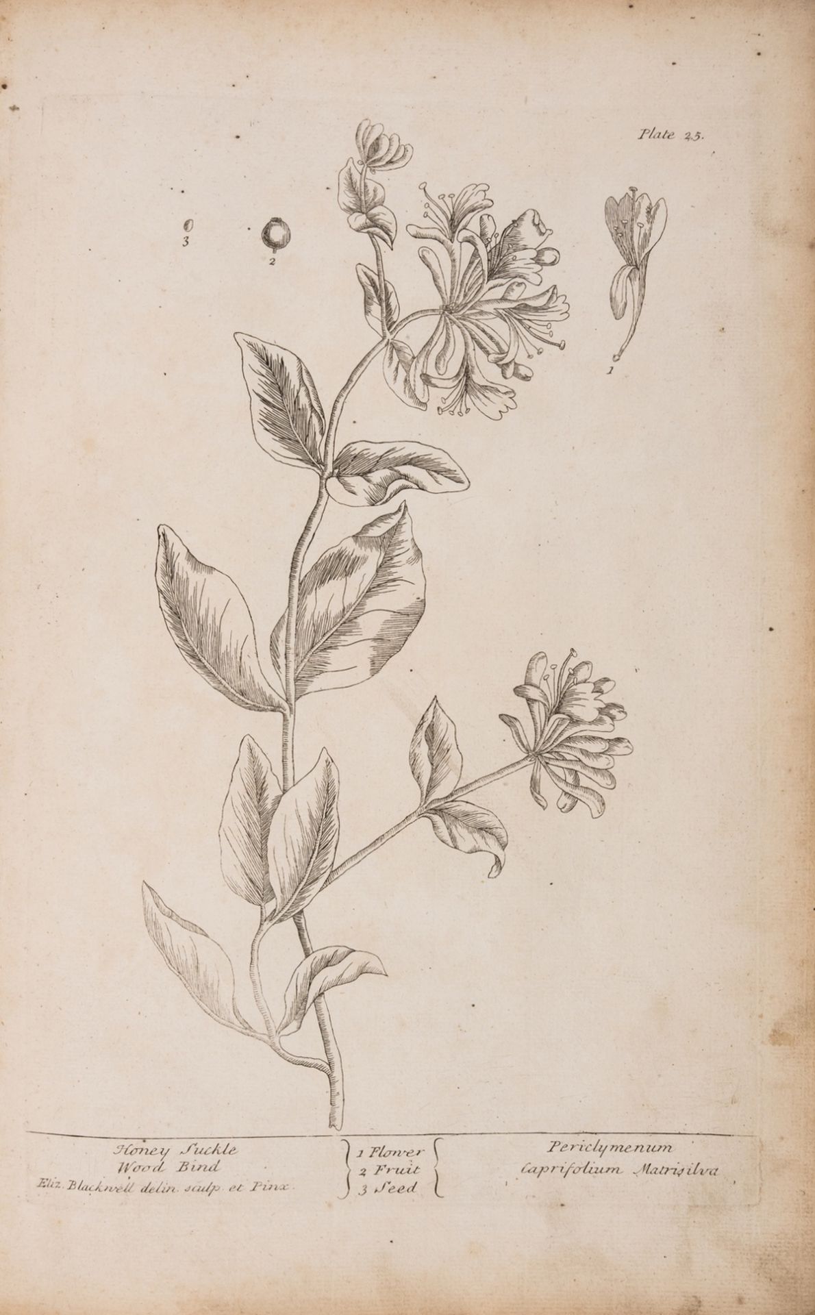 Botany.- [Blackwell (Elizabeth)] [A Curious Herbal...], vol. 1 only (of 2), [Samuel Harding], …