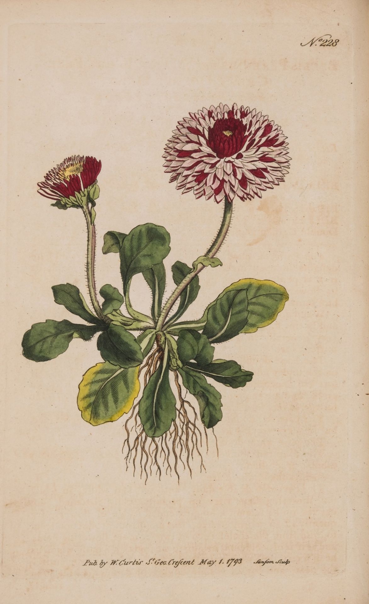 Botany.- Curtis (William) The Botanical Magazine; or, Flower-Garden Displayed, vol. 7 & 8 in 1, …