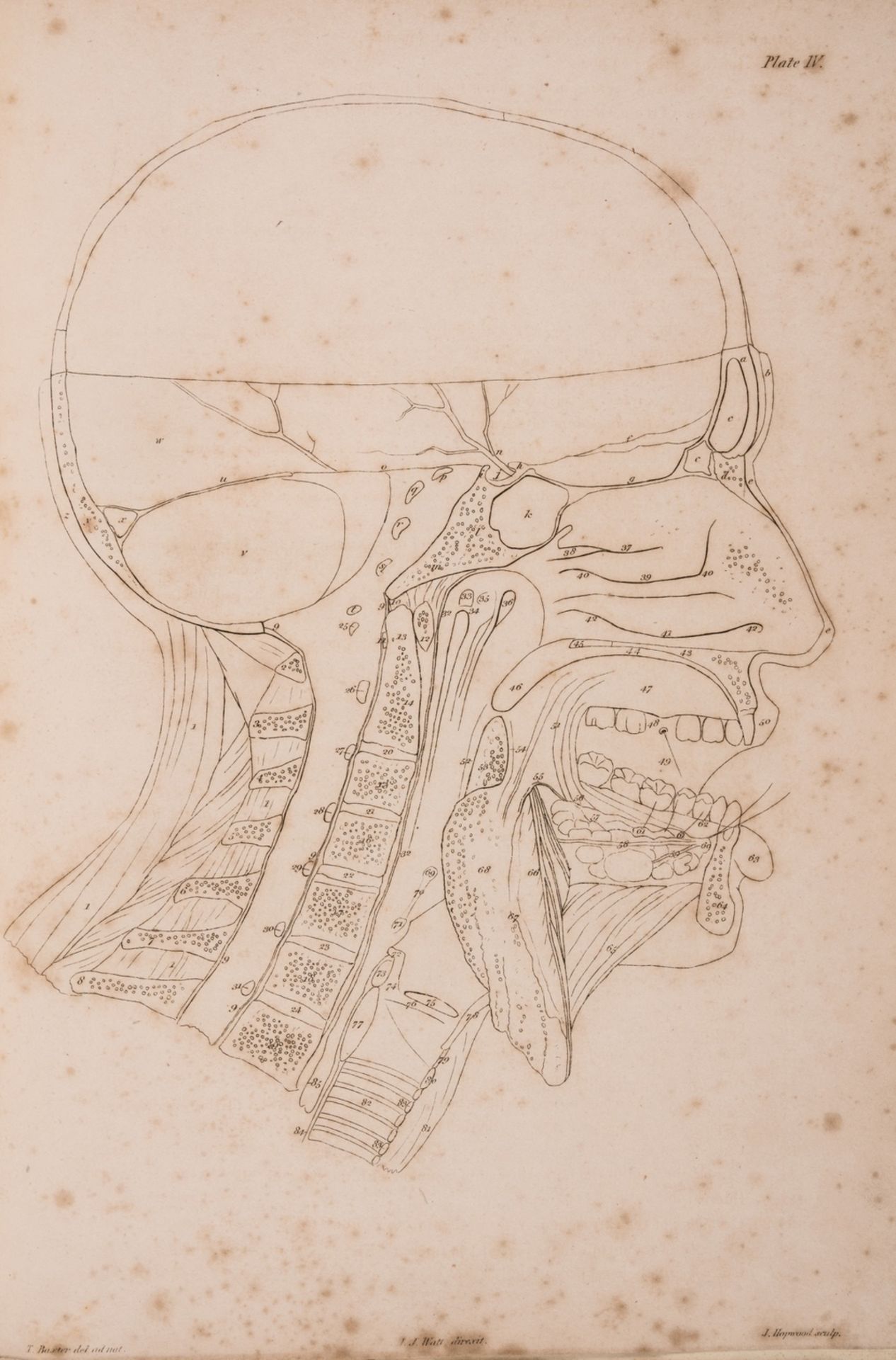 Anatomy.- Watt (John James) Anatomico-Chirurgical Views of the Nose, Mouth, Larynx, & Fauces, …