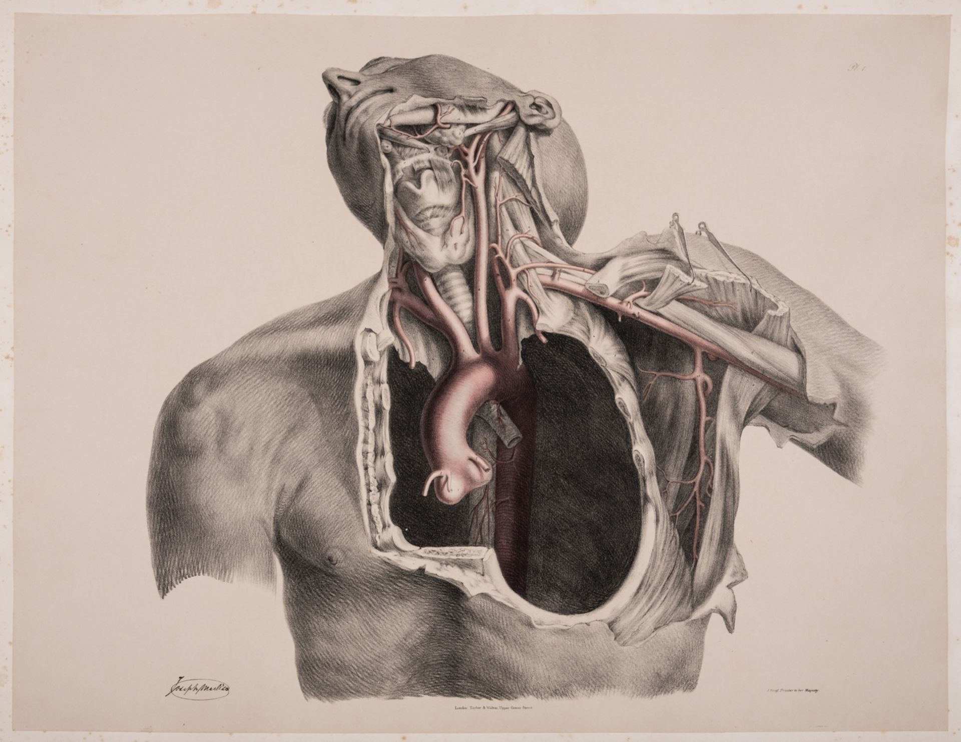 Anatomy.- Quain (Richard) The Anatomy of the Arteries of the Human Body, only edition, 87 …