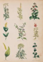 Herbals.- Culpeper (Nicholas) The Complete Herbal, Thomas Kelly, 1842; and Hill's Herbal, Bungay, …