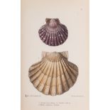 Molluscs.- Lovell (M.S.) The Edible mollusks of Great Britain and Ireland; with recipes for …