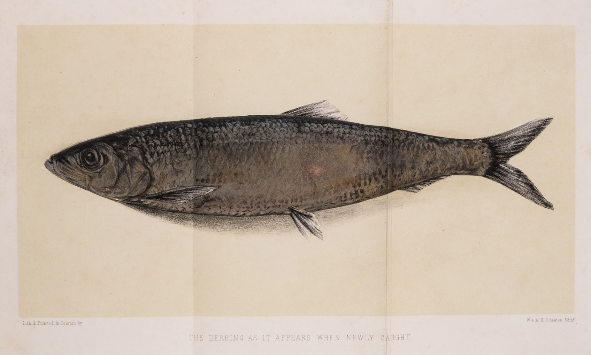 Fish & Fisheries.- Mitchell (John M.) The Herring its natural history and national importance, …