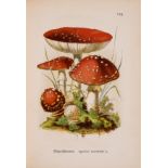 Fungi.- Ahles (Prof. Dr. Wilhelm von) Allgemein verbreitete essbare und schädliche Pilze, …