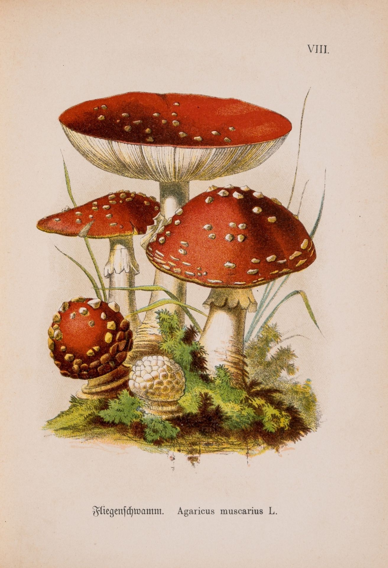 Fungi.- Ahles (Prof. Dr. Wilhelm von) Allgemein verbreitete essbare und schädliche Pilze, …