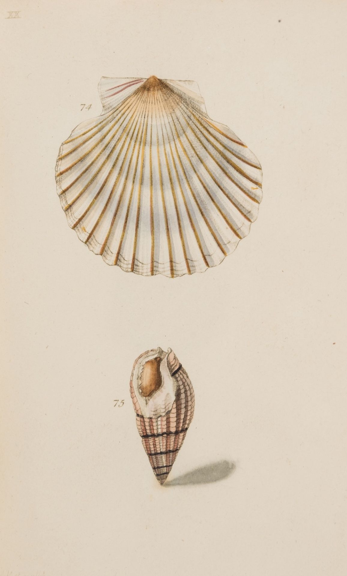 Conchology.- Turton (William) A Conchological Dictionary of the British Islands, 1819.