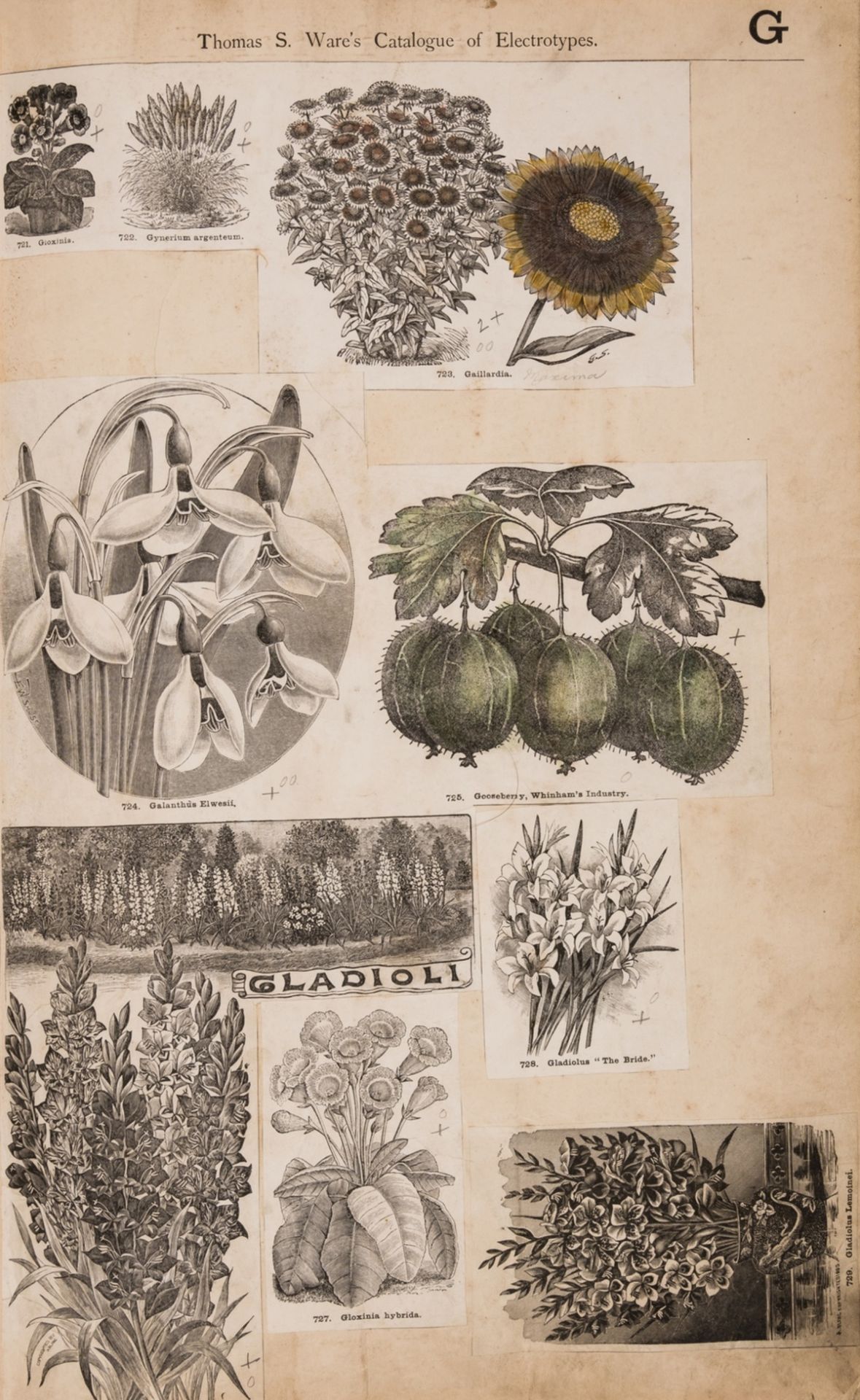 Botanical.- Ware (Thomas S., of Hale Farm Nurseries, Tottenham, London) Catalogue of Electrotypes …