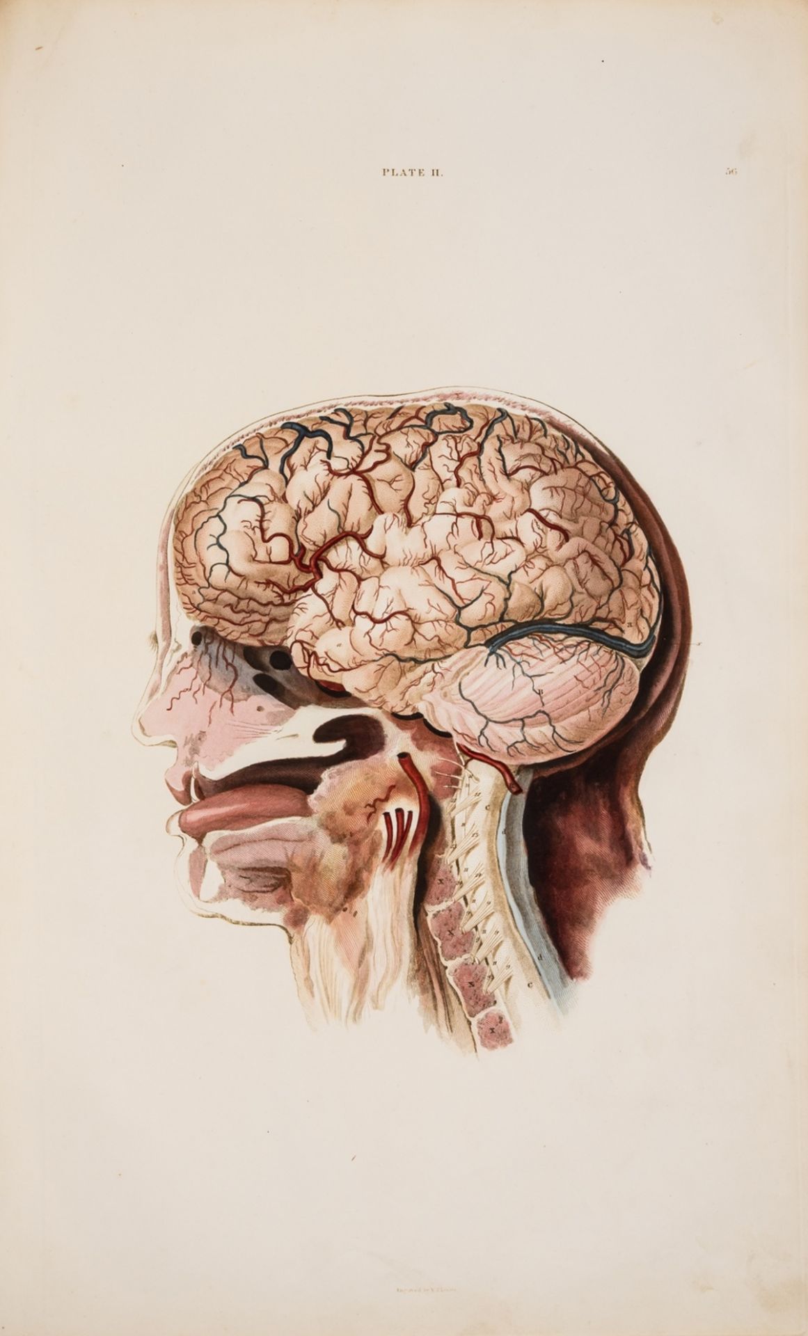 Anatomy.- Lizars (John) A System of Anatomical Plates of the Human Body, Edinburgh, [c.1835].