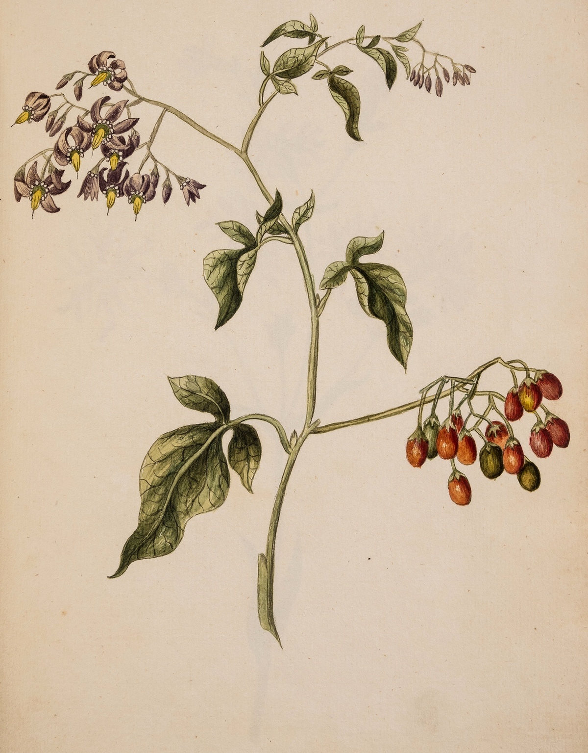 Botany.- English School (late 18th century) Album of 42 original studies of plants and flowers, …