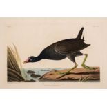 Birds.- Audubon (John James) Common Gallinule (Plate CCXLIV), aquatint, [circa 1827-1838]; and …