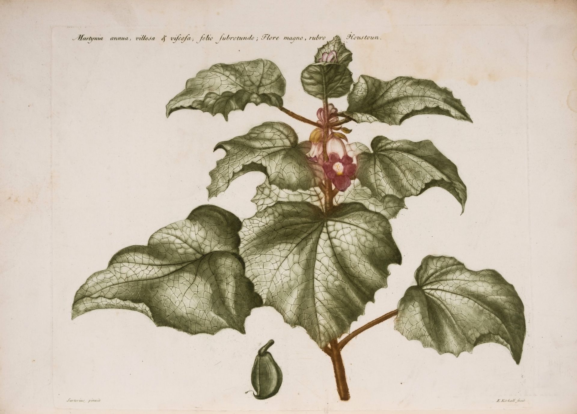 Botany.- Martyn (John) Historia Plantarum Rariorum, first edition, 1728 [-1787].