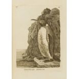 Birds.- [Pennant (Thomas)] Genera of Birds, second [first illustrated] edition, B.White, 1781 …