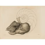 Marine Life.- Owen (Richard) Memoir on the Pearly Nautilus, only edition, 1832.