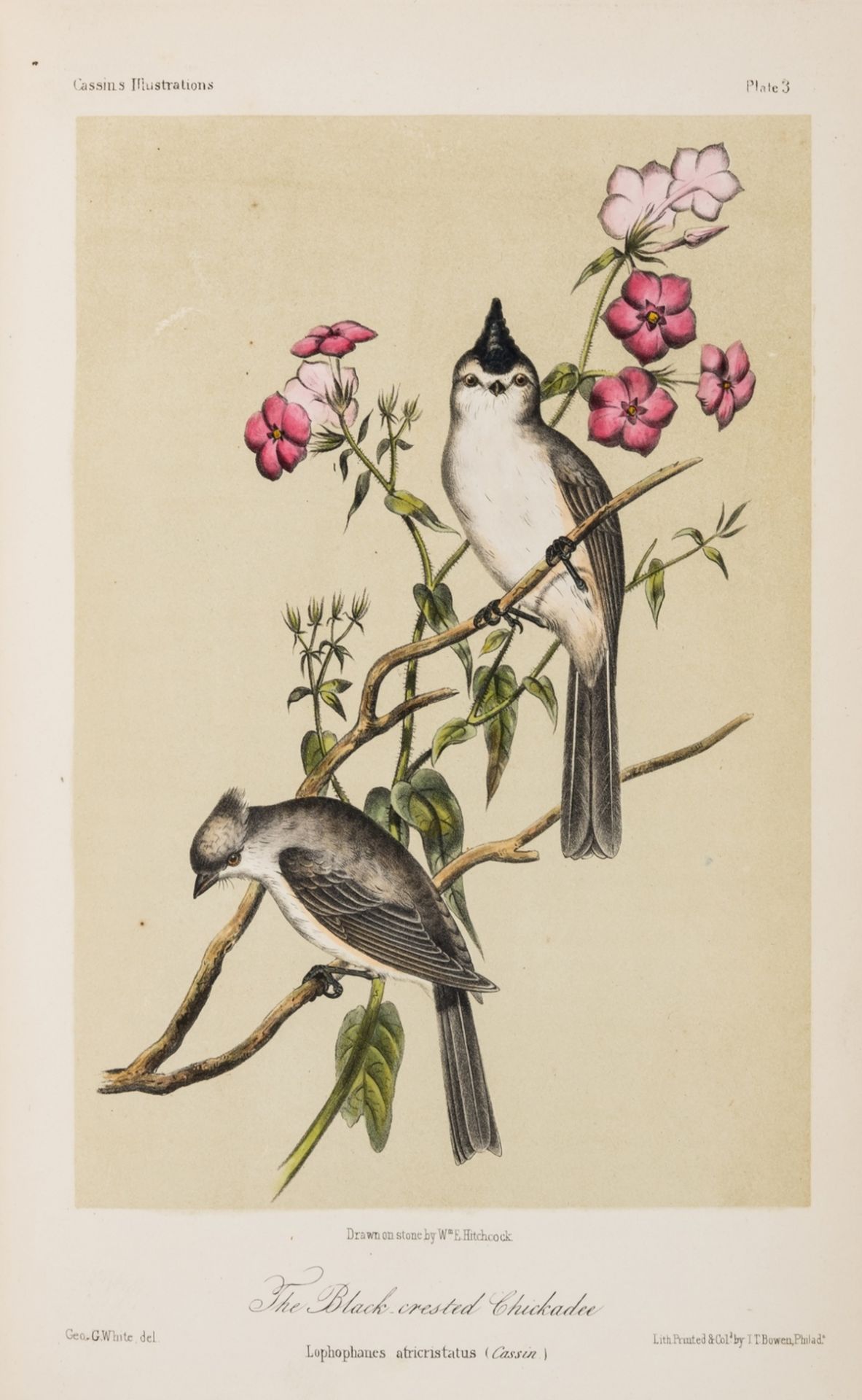 America.- Cassin (John) Illustrations of the Birds of California, Texas, Oregon, British and … - Bild 2 aus 2