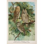 Europe.- Naumann (Johann Andreas) Naturgeschichte der Vogel Mitteleuropas, 12 vol., …