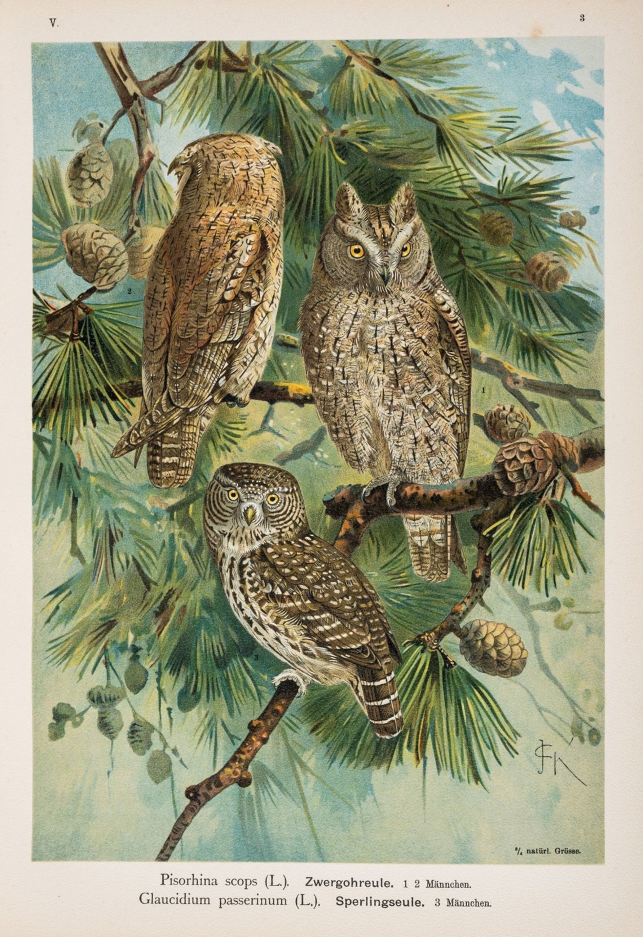 Europe.- Naumann (Johann Andreas) Naturgeschichte der Vogel Mitteleuropas, 12 vol., …