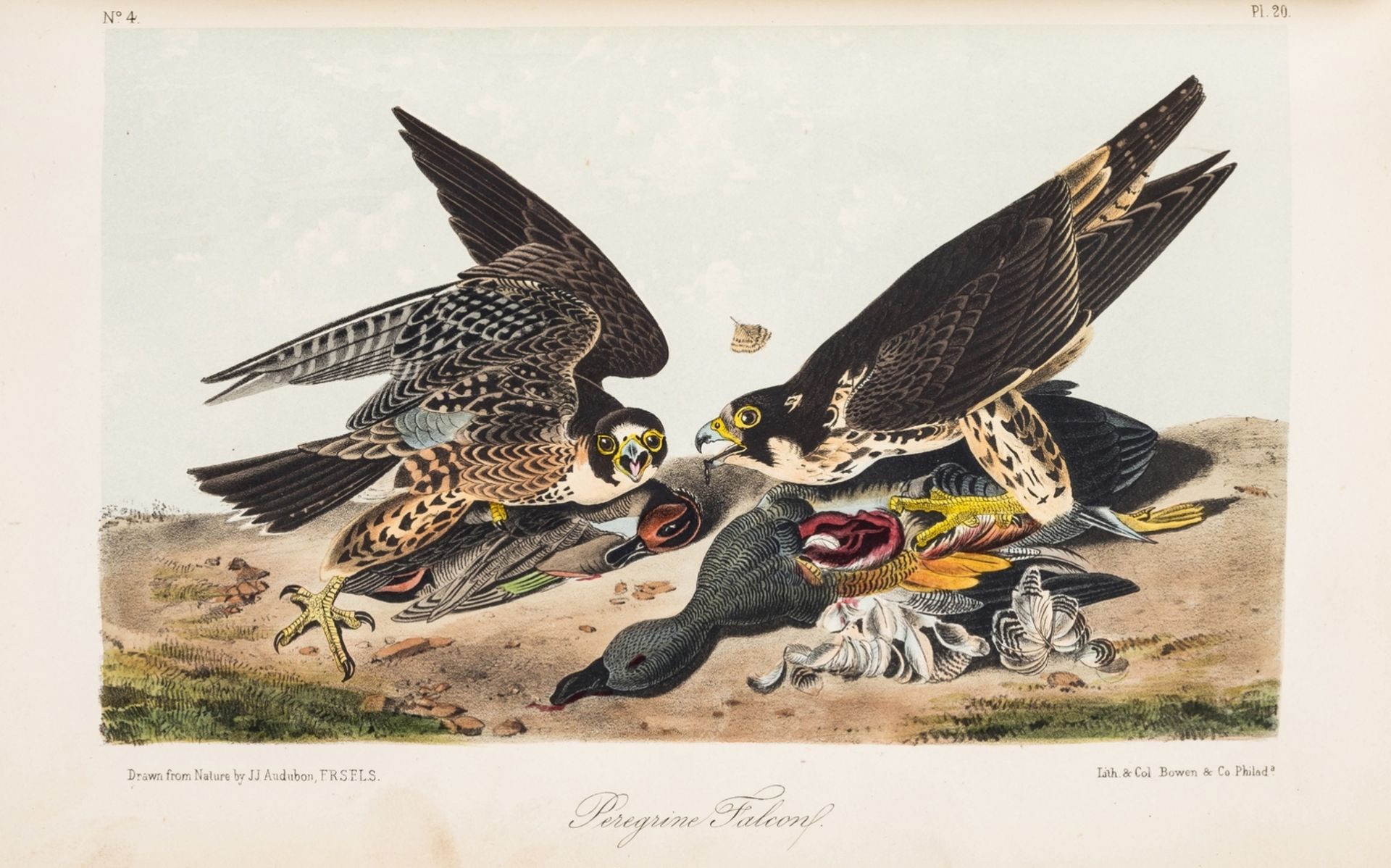 America.- Audubon (John James) The Birds of America, from Drawings made in the United States and … - Bild 4 aus 4