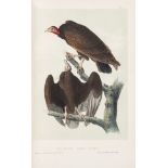 America.- Audubon (John James) The Birds of America, from Drawings made in the United States and …