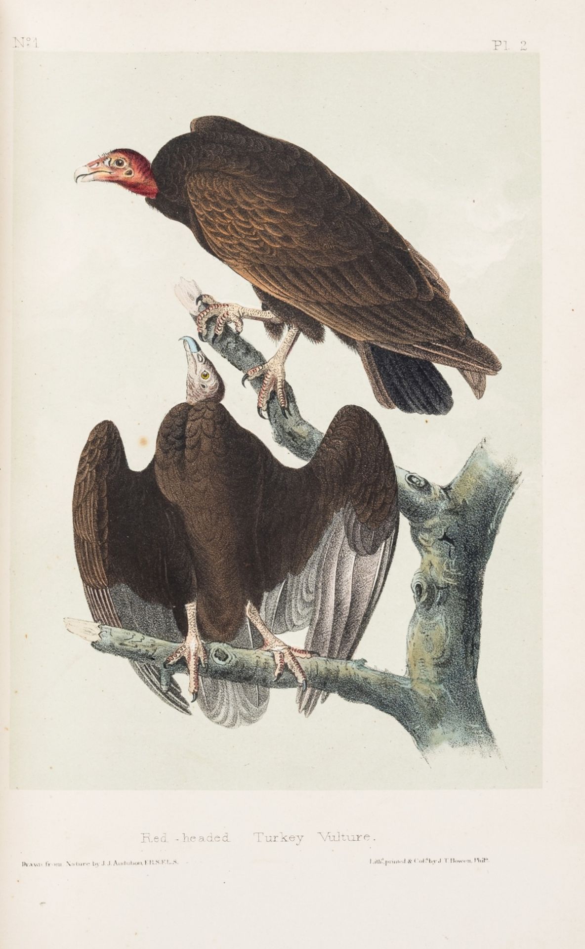 America.- Audubon (John James) The Birds of America, from Drawings made in the United States and …