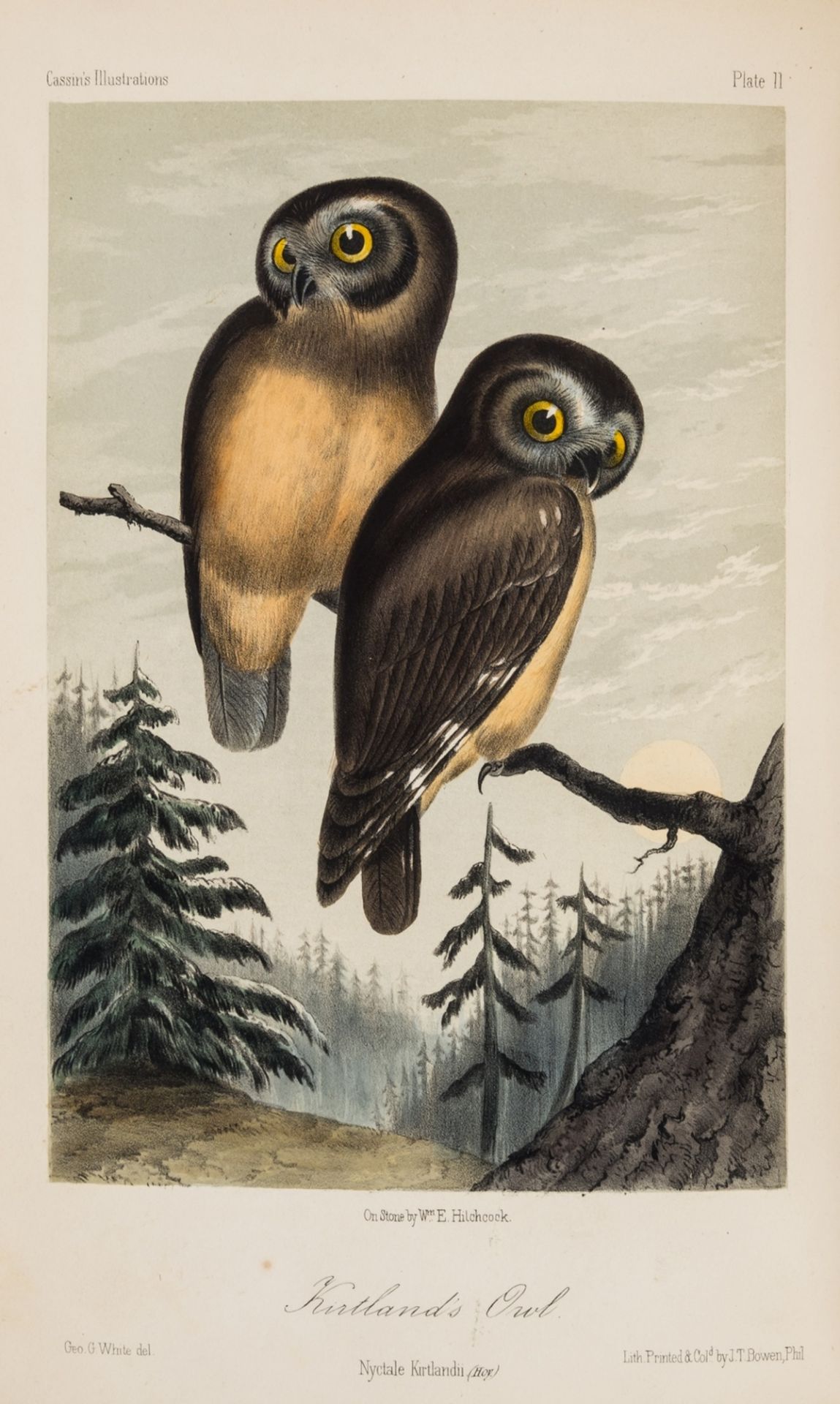 America.- Cassin (John) Illustrations of the Birds of California, Texas, Oregon, British and …