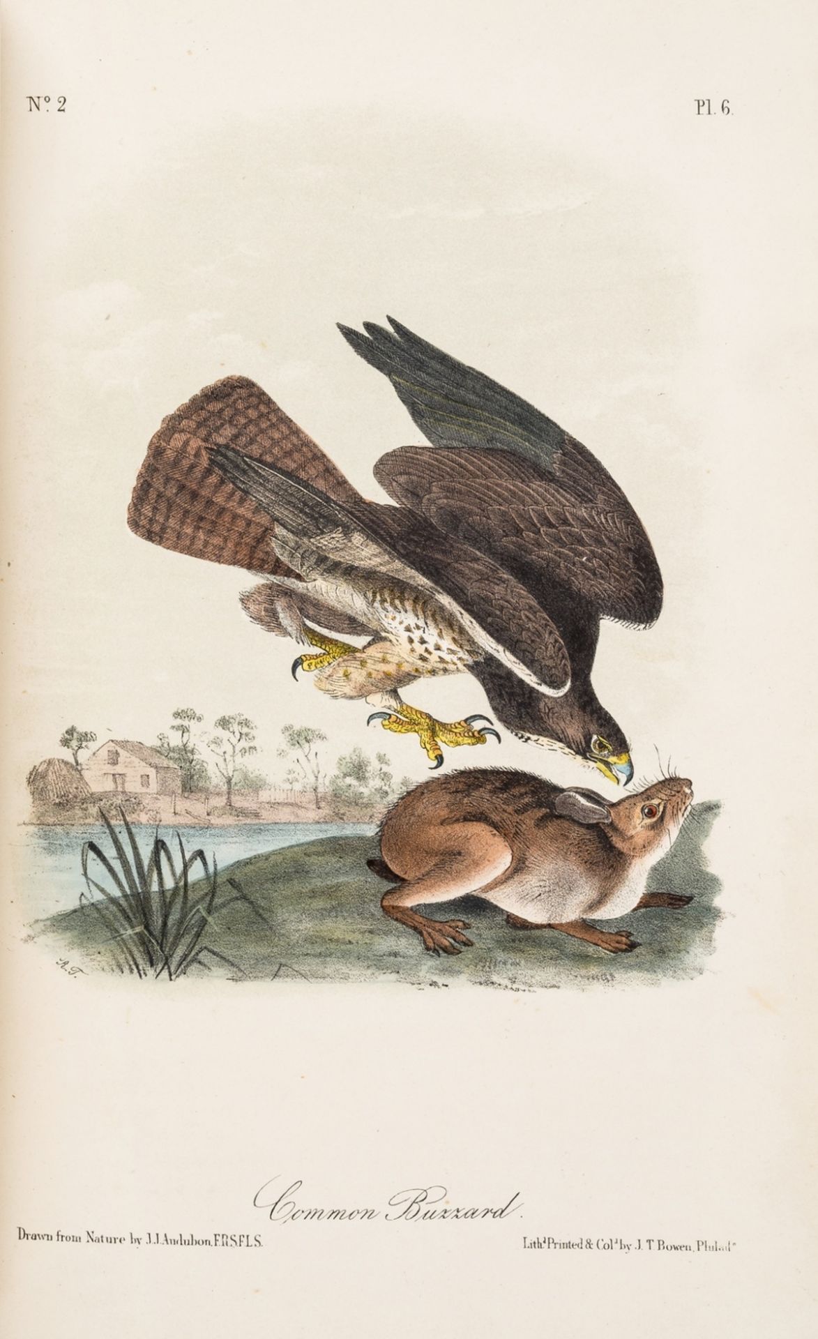 America.- Audubon (John James) The Birds of America, from Drawings made in the United States and … - Bild 2 aus 4