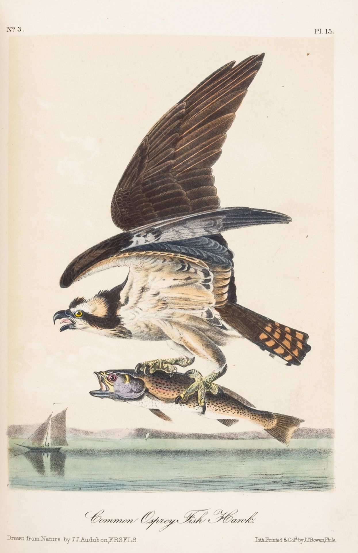 America.- Audubon (John James) The Birds of America, from Drawings made in the United States and … - Bild 3 aus 4